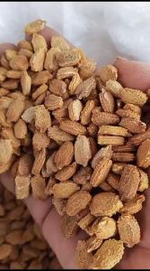 (100 GRAM) BENIH BIJI PARE PANJANG KUALITAS UNGGULAN