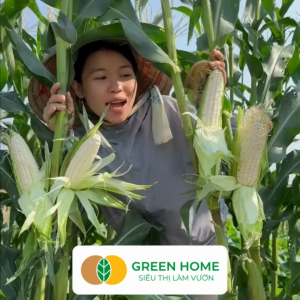 Hạt Giống Bắp Nếp Dẻo GreenHome Gói 10g~40 hạt Dễ Trồng Quanh Năm Nảy Mầm Cao T30