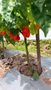 40 Benih Cabai Pedas Katokkon Tanam Seed Cabe Toraja Katokon Lebat Tahan Simpan