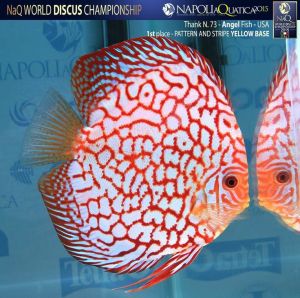 Discus Aquascape / Discus Pigeon jaguar kualitas terbaik