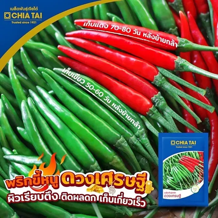 เมล็ดพริกขี้หนู ดวงเศรษฐี เจียไต๋ ผลใหญ่ ติดผลดก