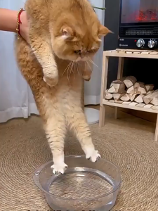 MeowSpa / meow Spa sisir grooming 3 in 1