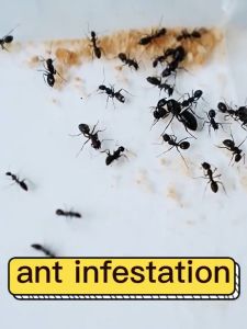 Never See Ants Again: Effective Solutions for Long-Lasting Ant Control