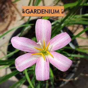 Umbi Bunga Rain Lily Pink Cotton - Rainlily Zephyranthes Hybrid