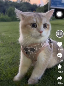 Comfortable Auto-Expanding Cat Leash Vest by Pongmu Pink Gingham Material Durable for Outdoor Use Prevents Escape