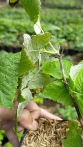 Bibit Buah Blackberry Super Ori