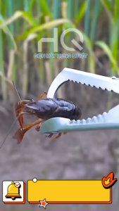 Gậy Kẹp Bắt Rắn Lươn Chạch Cá Đa Năng – Gập Gọn Có Khóa An Toàn – 75cm–2m  75cm 1m 1.2m 1.5m 2m