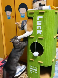 บ้านแมว แบบหลายชั้น กันรอยขีดข่วน ขนาดใหญ่พิเศษ บ้านแมว ลับเล็บแมวที่ซ่อนแมวแบบพับได้