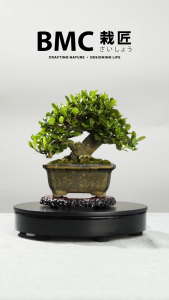 BMC Bonsai Daruma Kuchinashi / 達摩梔子花盆景 – Classic Potted Bonsai for Interior & Garden Aesthetics B1023