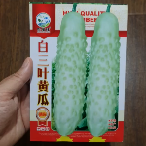 Hạt Giống Dưa Leo Trắng Giòn Ngọt Năng Suất Cao Hạt giống dưa leo trắng nhập khẩu - shopHoang My food and beauty