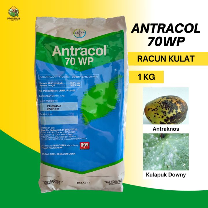 Antracol 70WP Fungicide Racun Kulat Antracol Racun Kulat Cili Racun ...