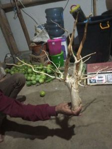 Ranting kayu kopi tangkringan burung bisa juga dijadikan bonsai hiasan rumah