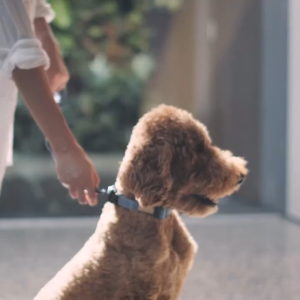 FuzzYard LIFE Dog Walking Lead/Leash w Adjustable Sizing Slider - 5 Luxurious Colors & 2 Sizes (S/L)