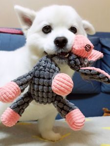 Hadassah | Squeaky Durable Chewable Pet Toy for Medium and Large Dogs