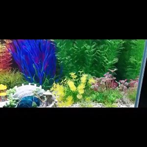 ต้นไม้ ต้นไม้พลาสติก ของตกแต่งตู้ปลา อุปกรณ์ตู้ปลา ต้นไม้ปลอม