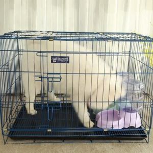 BOB PET Dog Cage with Poop Tray Heavy Duty Pet Collapsible Cage Foldable Pet Cage(S/M/L/XL Size) Pet Cage Foldable for Small Medium Large Dogs Cats Outdoor Indoor Pet Kennel with Toilet Tray for Cat Dog Kitten Puppy Rabbit Cage