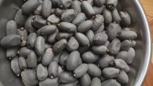 500gram hạt giống mủ trôm