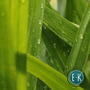 Pandan Leaves | Dahon ng Pandan | Pandan Mabango | Screwpine Leaves | Fresh  Herbal Leaves | Organic & Natural