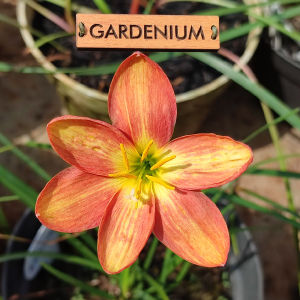 Umbi Bunga Rain Lily Somping - Rainlily Zephyranthes Hybrid