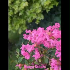 PAKET 3 Bibit Bunga Sakura Pink Lokal Indonesia Murah