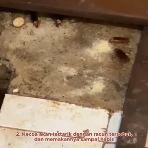 RACUN KECOA DAILY COCKROACH KILLER AMPUH PEMBASMI KECOA