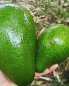 BIBIT ALPUKAT ALIGATOR Aneka Bibit Unggul NIRWANA - BIBIT ALPUKAT MENTEGA ALIGATOR JUMBO