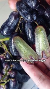 Bibit Buah Anggur Moondrop / Black Shapire Import Asli