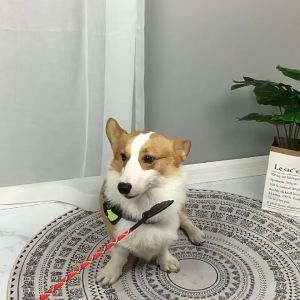 ไม้ตีสัตว์เลี้ยง ไม้ฝึกสัตว์เลี้ยง แส้ วัสดุPP ไม่เจ็บ ไม่ทำร้ายสัตว์เลี้ยง สำหรับสุนัขและแมว