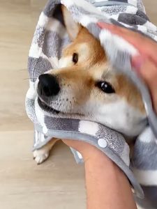 【Meoof】 Pet Bathrobe Full Cover Dog Cat Bath Towel Corgi French Bulldog Shiba Inu Golden Retriever Fast Drying Water Absorbtion Towel Cloth 狗狗浴袍全包裹柴犬金毛浴巾猫咪速干吸水洗澡毛巾