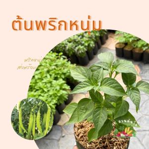 ต้นกล้าพริกหนุ่มเขียว พันธุ์จอมทอง ศรแดง ผักสวนครัว ผักสวนครัวปลูกง่าย ผักสวนครัวพร้อมปลูก ผักออร์แกนิก