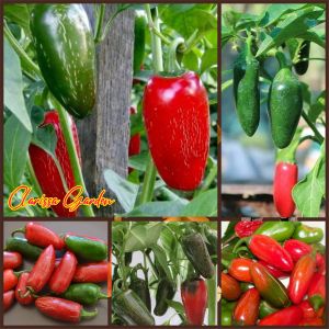 5 BUTIR BIJI | BENIH TANAMAN CABE JALAPENO EARLY