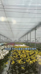 Dung Dịch Kích Nụ Hoa Giấy Hoa Lan Hoa Hồng - Ra Nụ Nhanh Kích Hoa Cực Mạnh Hoa Nở Đồng Loạt Dưỡng Hoa Lâu Tàn 50ml