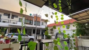 เถาวัลย์ใบไม้ ยาว 240 ซม 1มัด10เส้น ใบไม้เส้น ใบไม้ย้อย ใบไม้ปลอม เถาวัลย์ใบไม้ปลอม พลูด่างปลอม ใบองุ่น ตกแต่ง (สินค้าพร้อมส่ง)