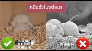 2024 รุ่นใหม่ ไม่ได้ผลคืนเงิน AOWEI ที่ไล่หนูไฟฟ้า ขับไล่ได้อย่างมีประสิทธิภาพ ไล่หนูด้วยอัลตราโซนิก ที่ไล่หนู อุปกรณ์ไล่หนู เครื่องไล่หนู เครื่องจับหนู ไล่แมลงล้ำเสียง เครื่องไล่ยุง ที่ไล่หนูบ้าน Pest Repeller