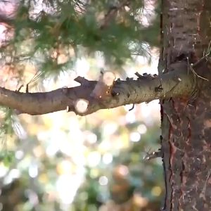 Folding Saw Hand Saw Woodworking Saw Saw Household Small Handheld Manual Hand Saw Mini Saw