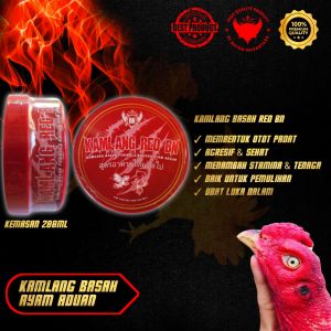 Kamplang Basah Ayam Aduan Red Bn Ayam Siap Tarung Adu Bagus Untuk Pemulihan.