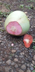 DEGAN KELAPA MUDA WULUNG ASLI