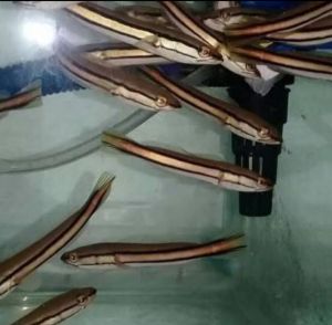 SALE 1 EKOR BELIDA BANGKOK  UK 6-8CM