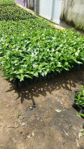 Cao 30Cm Cây Nhàu Giống Phát Triển MạnhNhanh Ra Trái