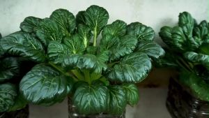 (150 SEEDS) TATSOI - GREEN ROSETTE BOKCHOY/EASY TO GROW/EASY TO PLANT/HYBRID/FOR FARM AND GARDEN