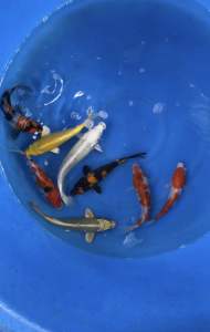 JAPAN KOI IMPORT 20-23cm from MARUSEI & HOSHIKIN FARM  8pcs COMBO OFFER at RM3998 + shipping RM50
