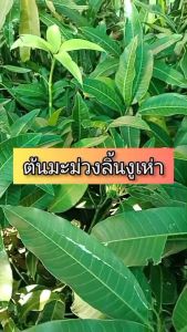 มะม่วงลิ้นงูเห่า ขนาด 65 -100 ซม.  เมล็ดลีบและบาง ผลดิบรสเปรี้ยวจัด ฉ่ำน้ำและกรอบ