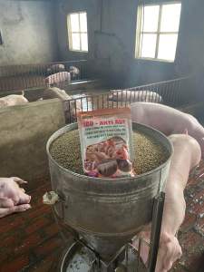 1 kg Anti ASF - phòng bệnh dịch tả nâng sức đề kháng cho heo