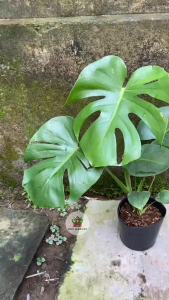Cây Trầu Bà Lá Xẻ - Monstera deliciosa - Chiều cao tổng tầm 50-60 cm - Decor nội thất!