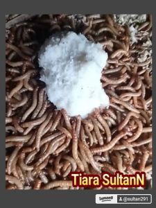 Ulat Hongkong 200 gram packing aman