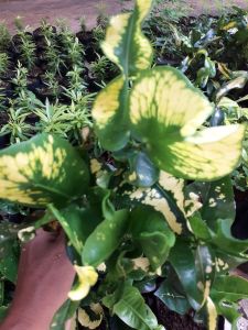 Tanaman hias puring apel/puring telur