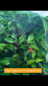 300 Microns Clear UV Plastic Sheeting - Greenhouse Film for Agriculture Gardening Farming (Direct from Factory)