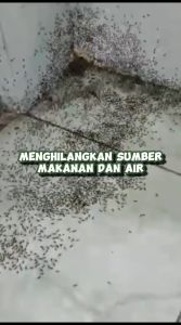 Pembasmi Semut Ramah Lingkungan & Efektif (REFILL 1 LITER)
