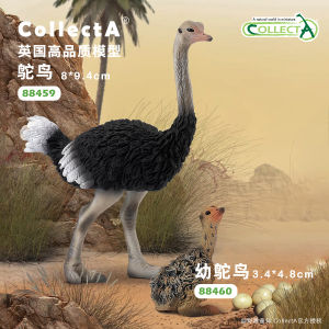 CollectA Early Education Toy Model Ostrich Static Animal Figure 9.4cm Height Plastic Bird Model for Children over 12 Months