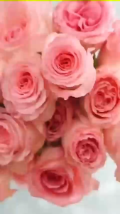 MADAME GIE 500ML Natural fragrance shower gel French Provence estate fragrance body lotion with long-lasting fragrance and moisturizing effects